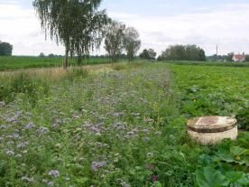 Grundwasserschutz im Ackerbau - Praktisches Wissen und Umsetzung.jpg © Pucher /Eisenbarth