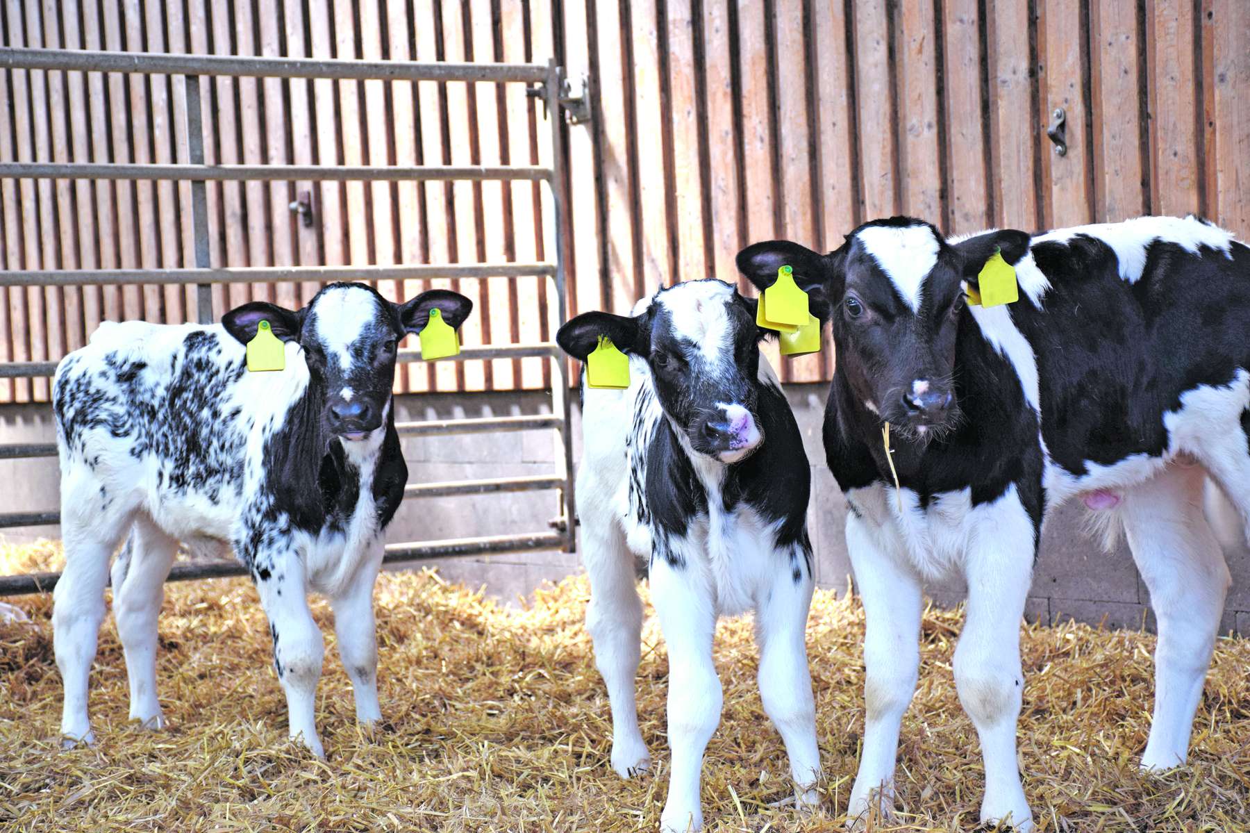 Kälber.jpg © AdobeStock