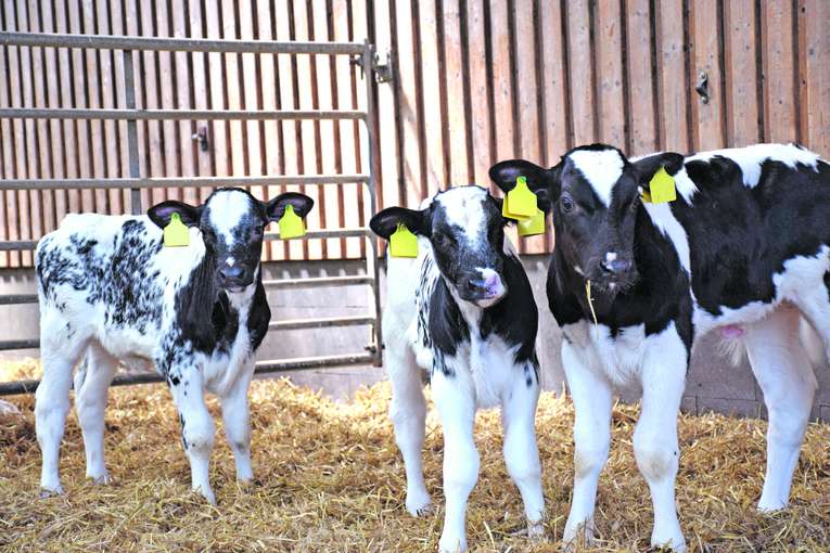 Kälber.jpg © AdobeStock