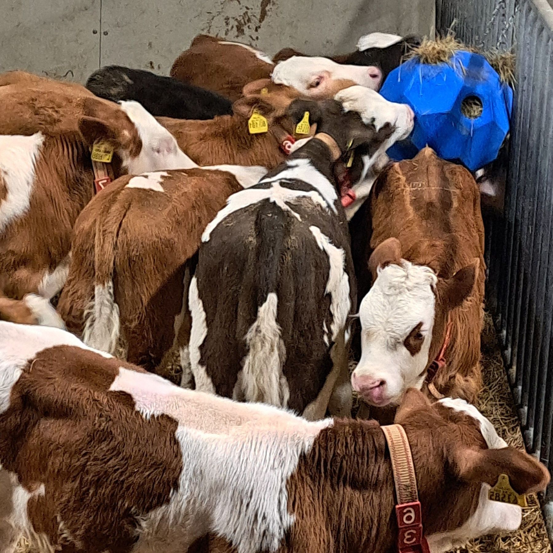 Kälber Spielzeug Heukugel_02.jpg © LK Kärnten/Franz Augustin