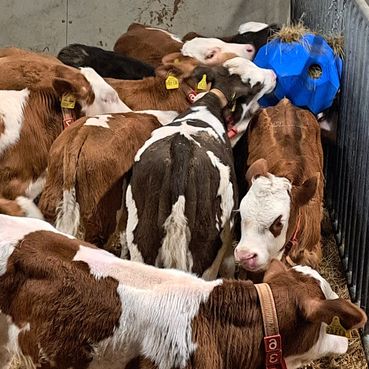 Kälber Spielzeug Heukugel_02.jpg © LK Kärnten/Franz Augustin