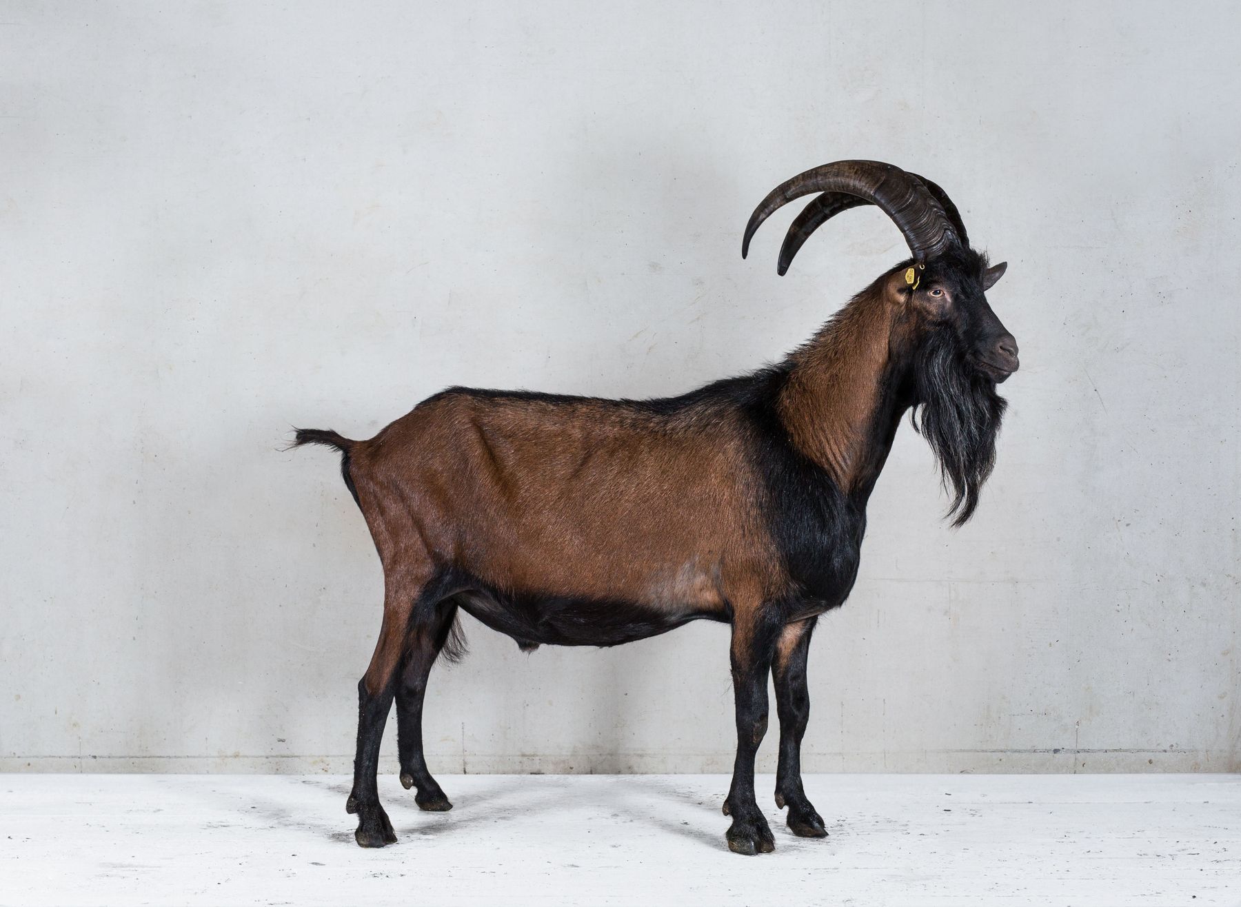 Pinzgauer_m - Kopie.jpg © ÖBSZ