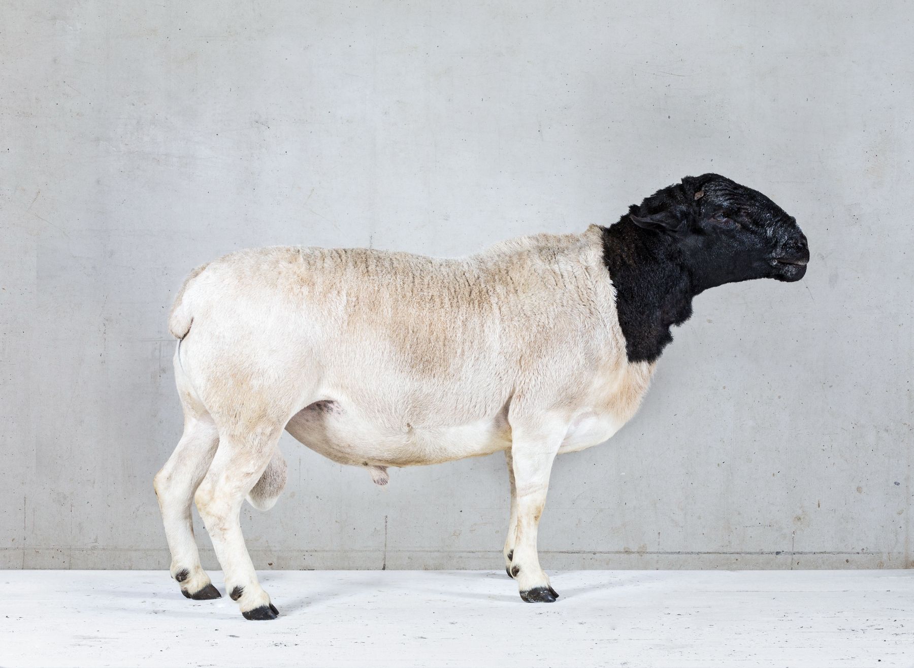 Dorper_m - Kopie.jpg © ÖBSZ