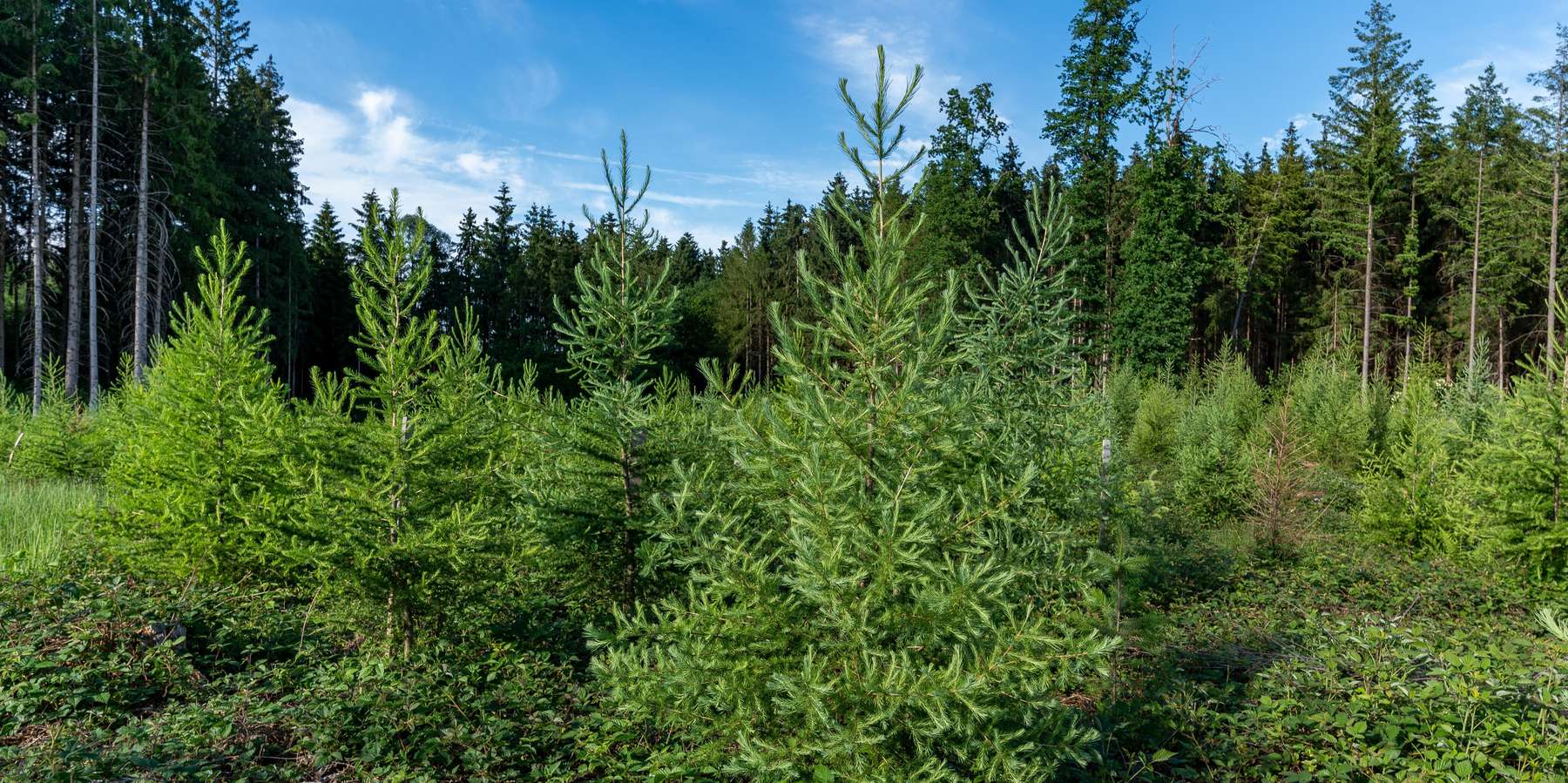 Laerchen_Aufforstung_3-ID96138.jpg © agrarfoto.com