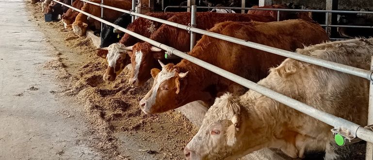 Ochsentstall Maier@Patrick Gregoritsch © LK Kärnten/Patrick Gregoritsch