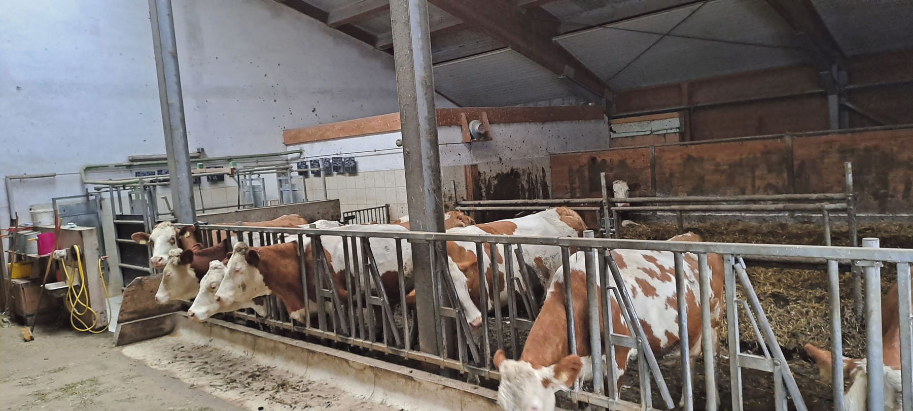 Kesslerhof: Käsehandwerk seit Generationen.jpg © Archiv