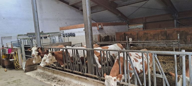 Kesslerhof: Käsehandwerk seit Generationen.jpg © Archiv