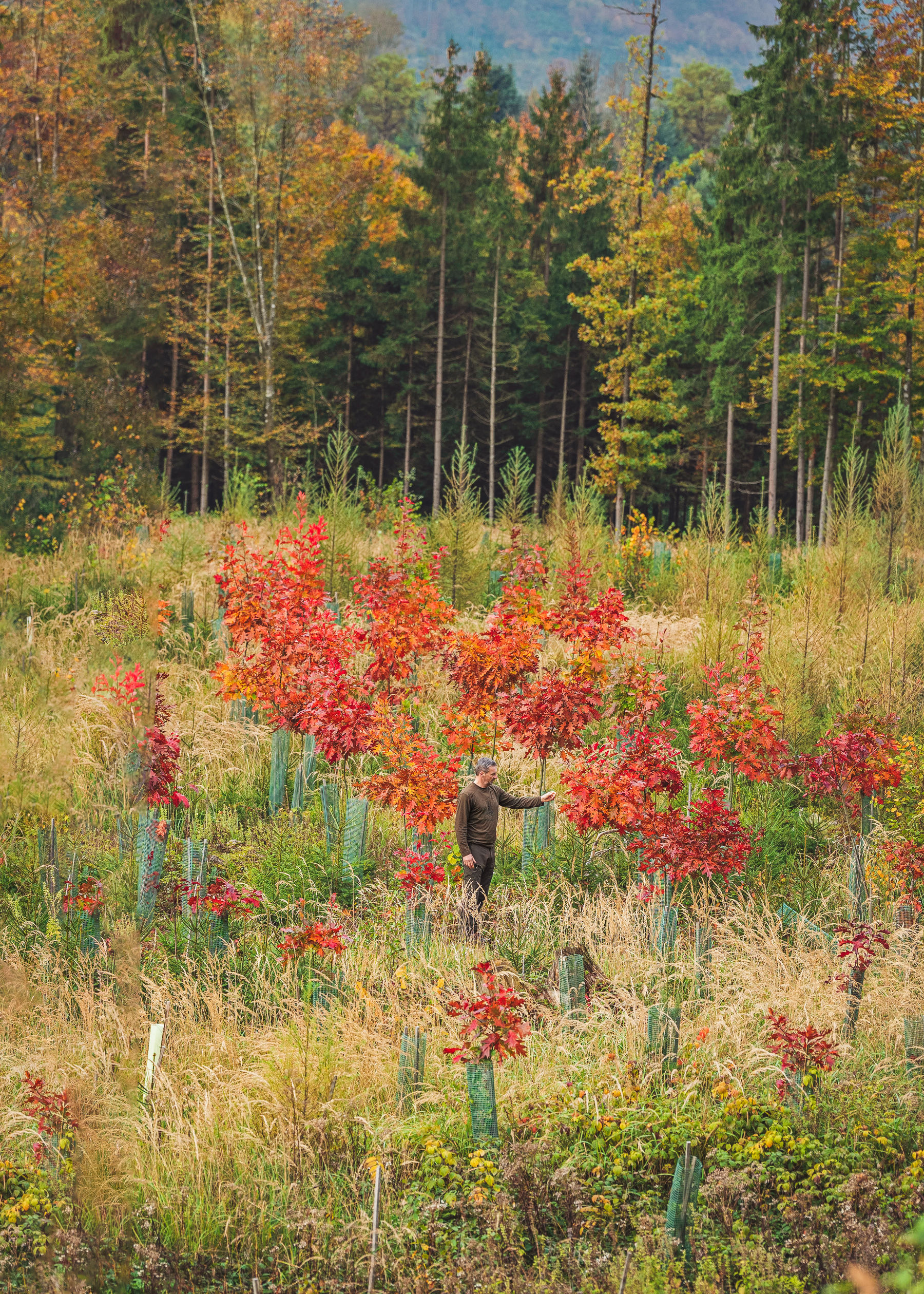 DSC08493.jpg © Cornides