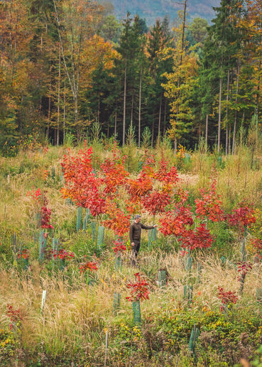 DSC08493.jpg © Cornides