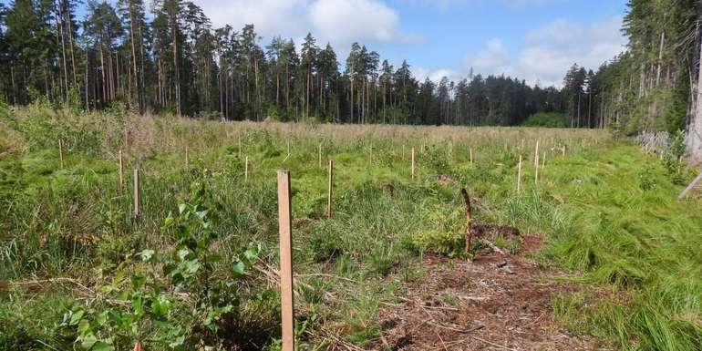 Aufforstungsfläche.jpg © Susanna Teufl/LK Niederösterreich