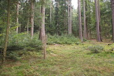 Gezäunte Vergleichsflächen zeigen Keimlingsverbiss und Baumartenmischung an..jpg © LK OÖ