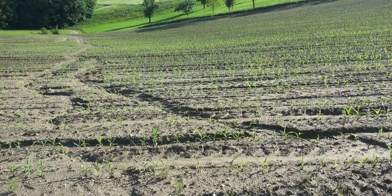 Erosion bei Mais.jpg © BWSB/Wallner