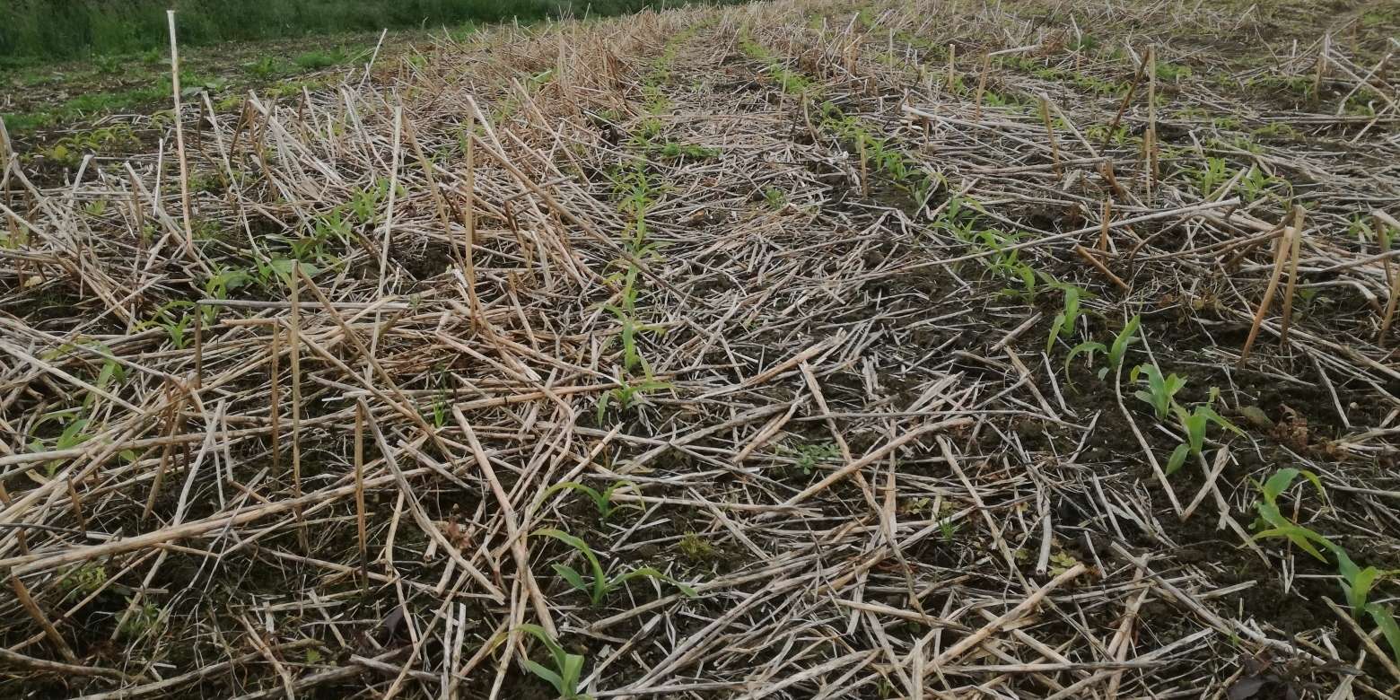 Direktsaat.jpg © BWSB/Wallner