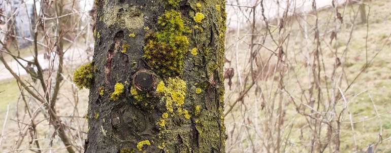 Moose_Flechten Obstbaum.jpg © LK OÖ / Doblmair