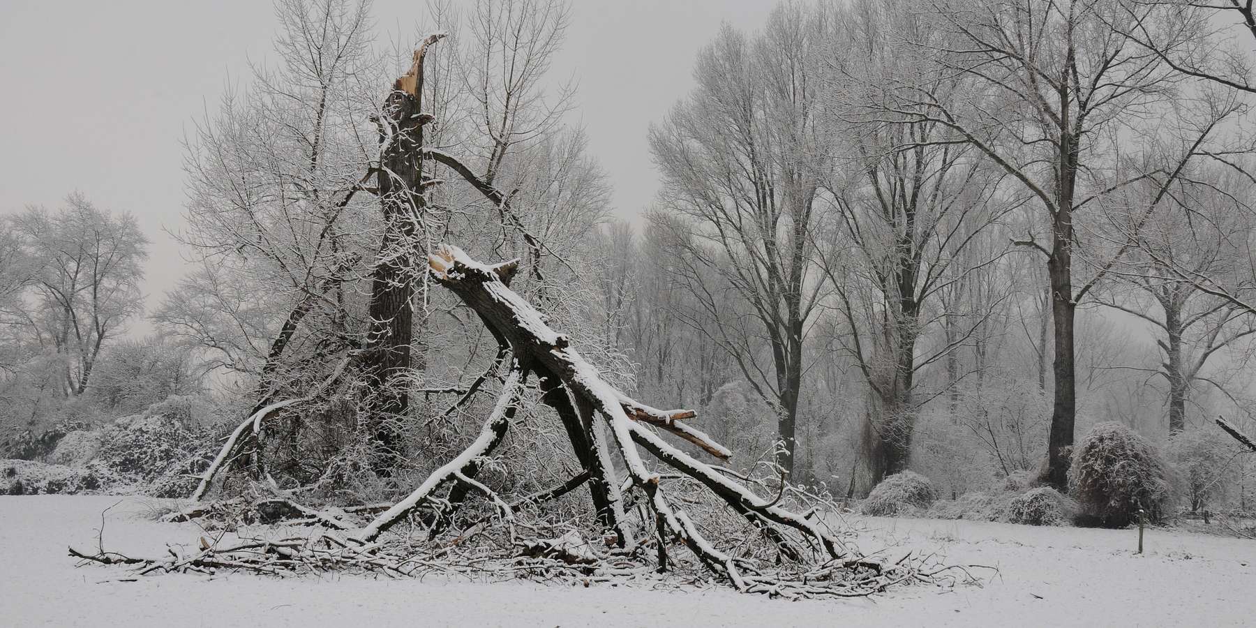 Schneebruch © Adobe Stock