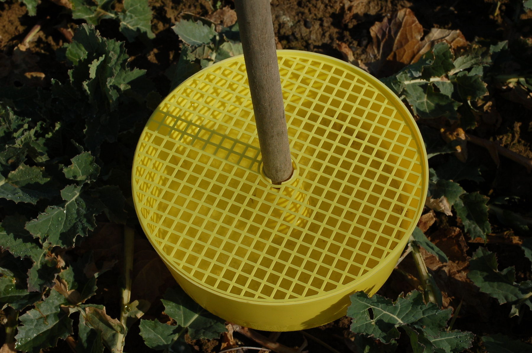 Gelbschale in Raps.jpg © LK NÖ