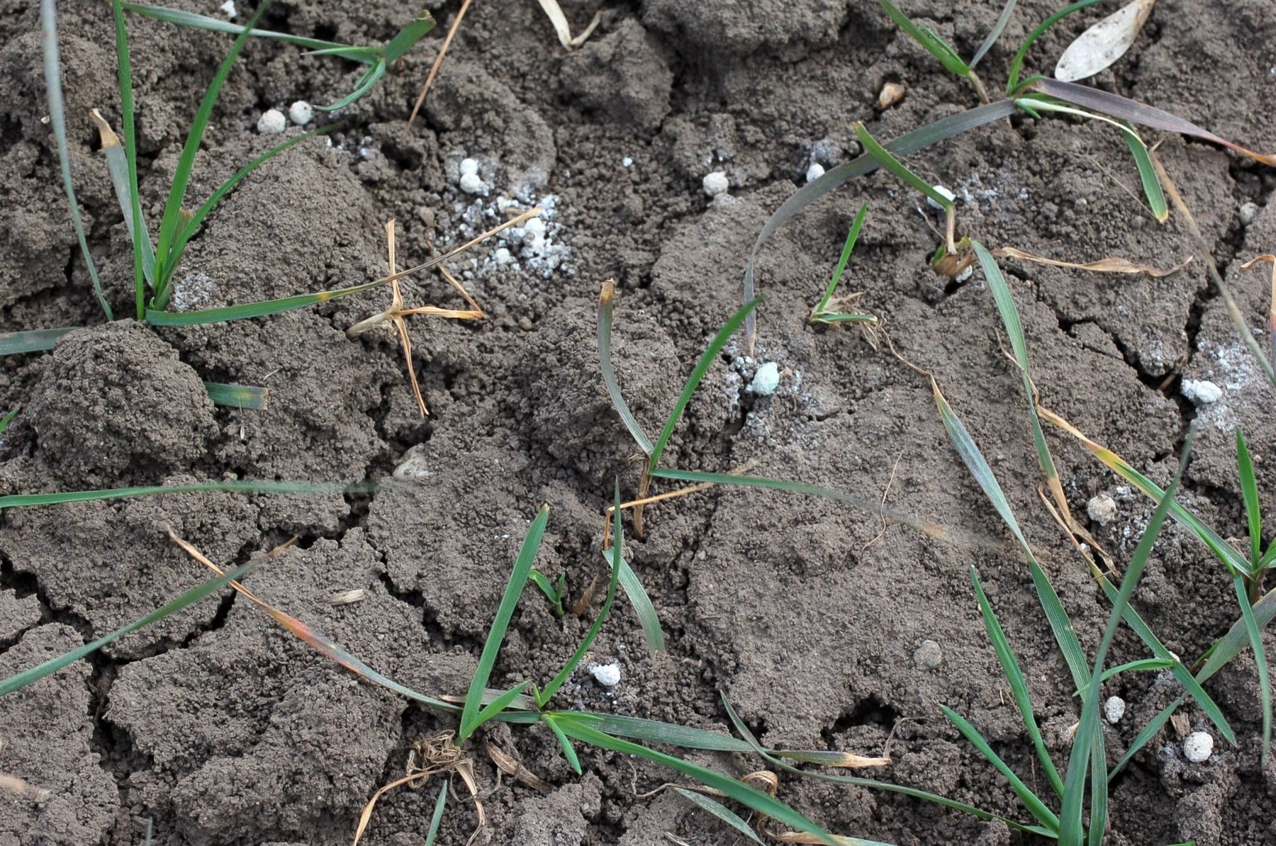 Andüngung von Getreide.jpg © LK NÖ