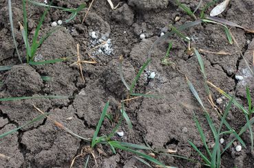 Andüngung von Getreide.jpg © LK NÖ