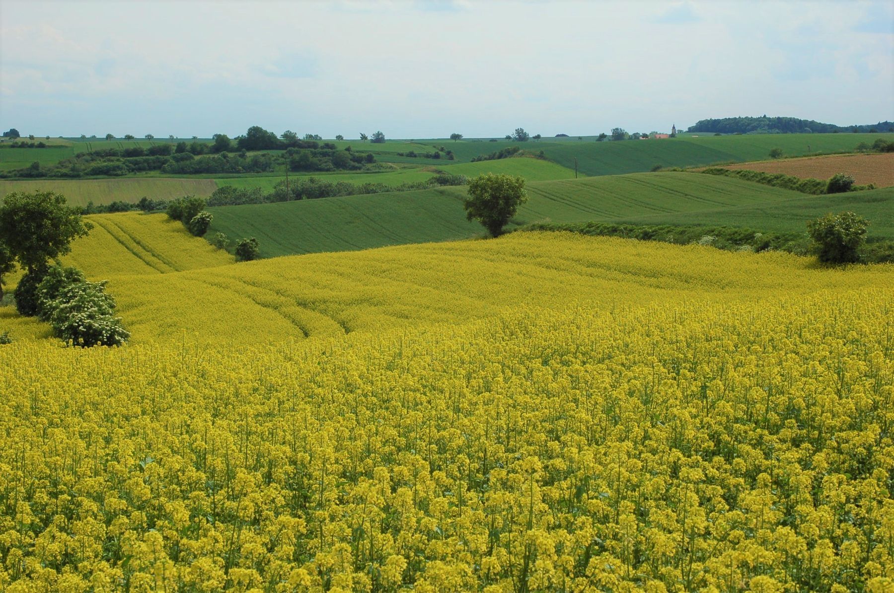 Blühender Gelbsenf.jpg © LK NÖ