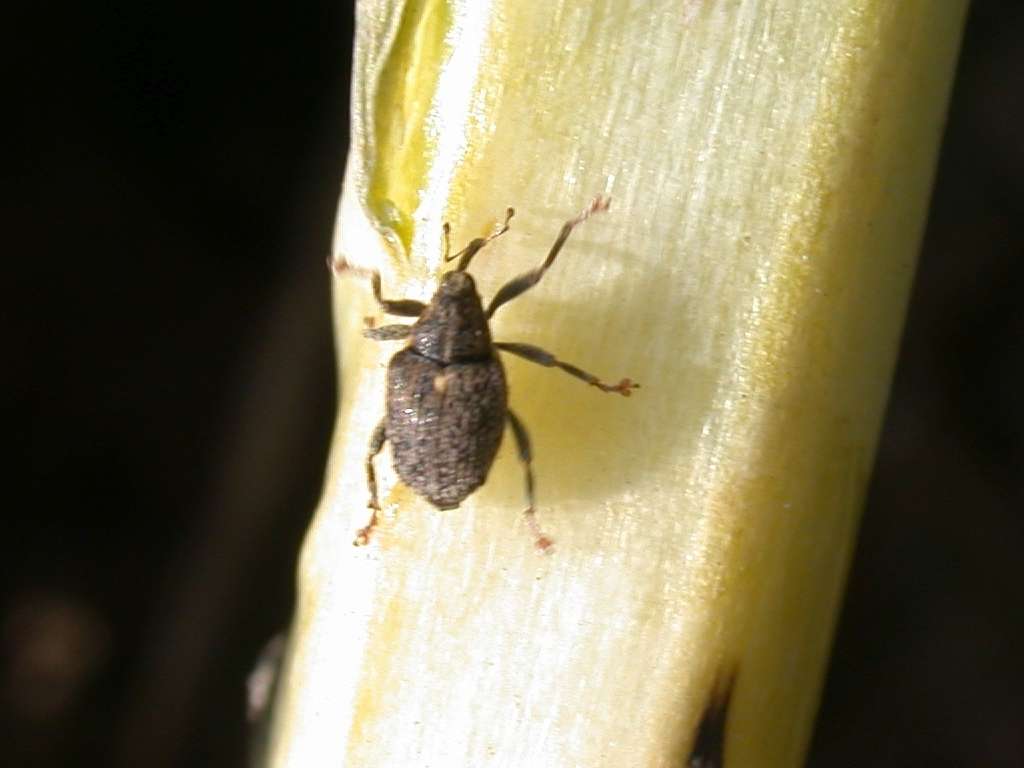 Gefl. Kohltriebrüssler.jpg © LK OÖ/Köppl