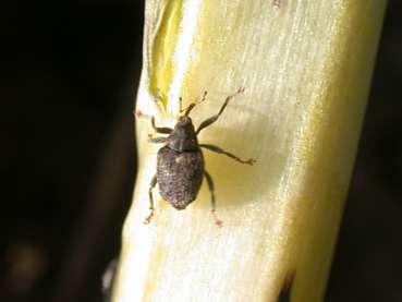 Gefl. Kohltriebrüssler.jpg © LK OÖ/Köppl