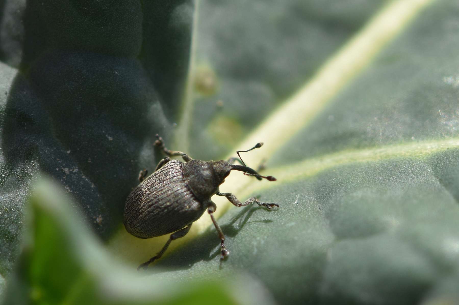 Großer Rapsstängelrüssler.jpg © LK OÖ/Köppl