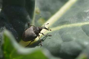 Großer Rapsstängelrüssler.jpg © LK OÖ/Köppl