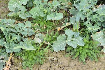 Kamille nach dem Winter.jpg © LK OÖ/Köppl