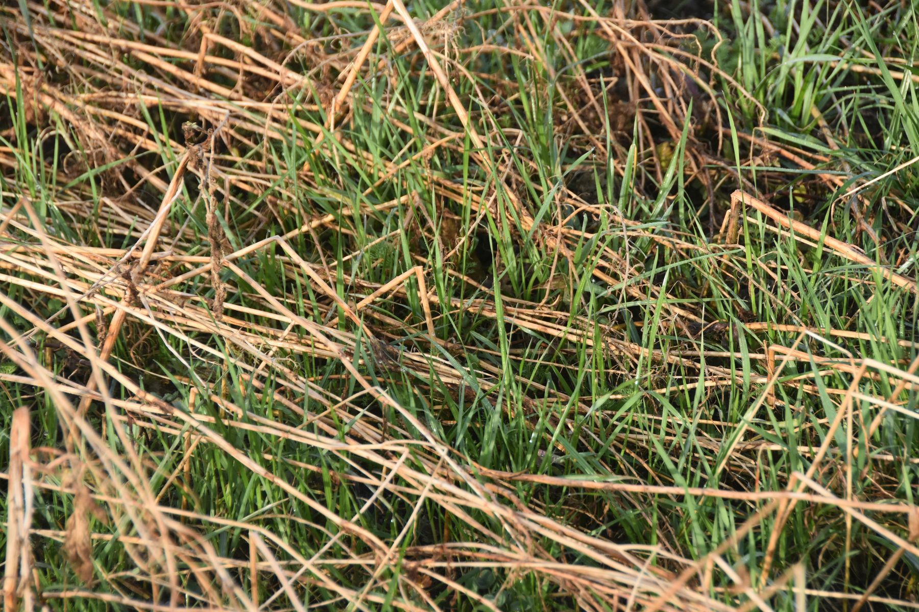 Raygräser in Zwischenfrucht.jpg © LK OÖ/Köppl