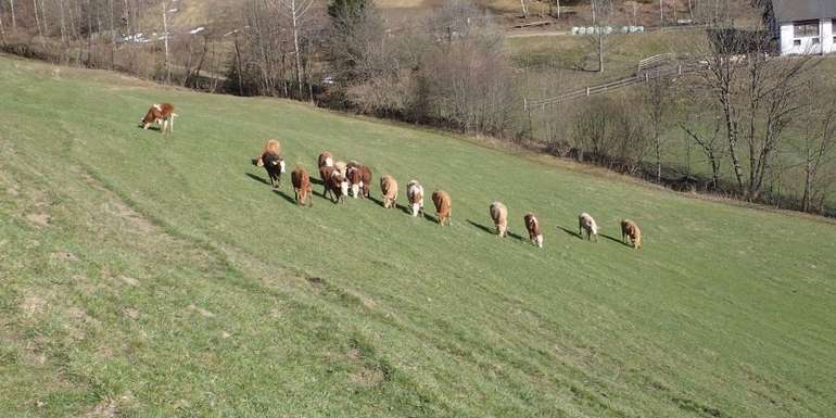 Vorweide.jpg © LK Stmk / Angeringer