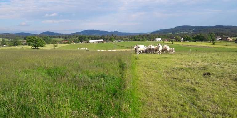Weidekoppeln.jpg © LK OÖ / Rudlstorfer