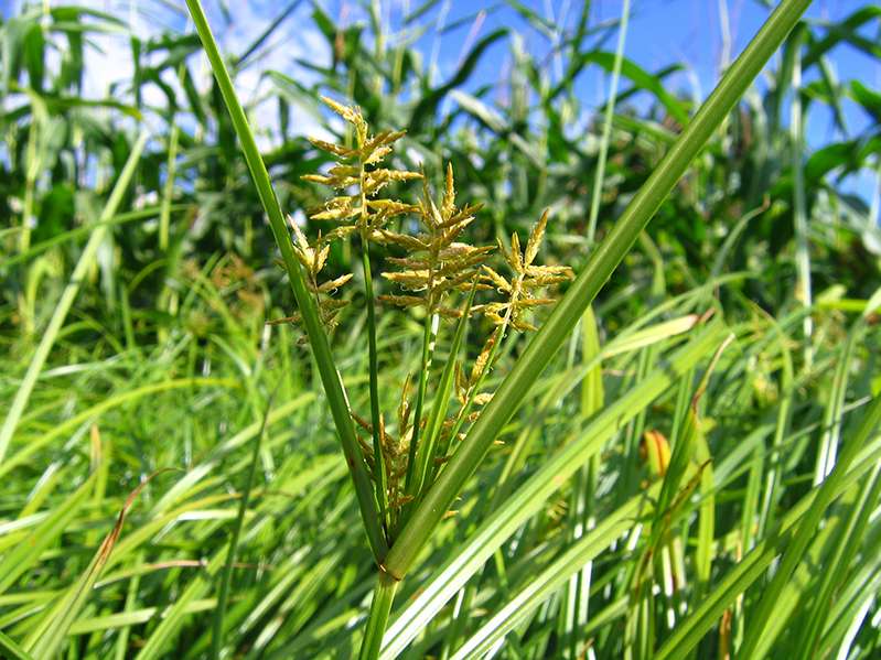 Erdmandelgras blühend.jpg © P. Klug, LK Stmk.