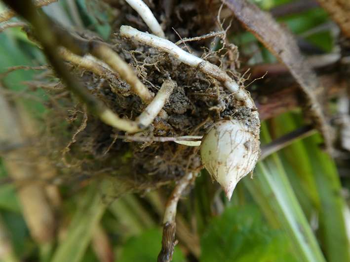 Erdmandelknolle.jpg © C. Greimel, LK Stmk.