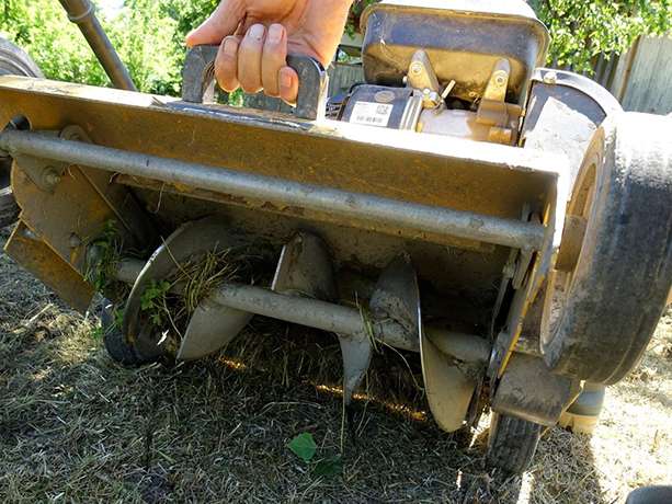 Hobelschnecke.jpg © O. Alge