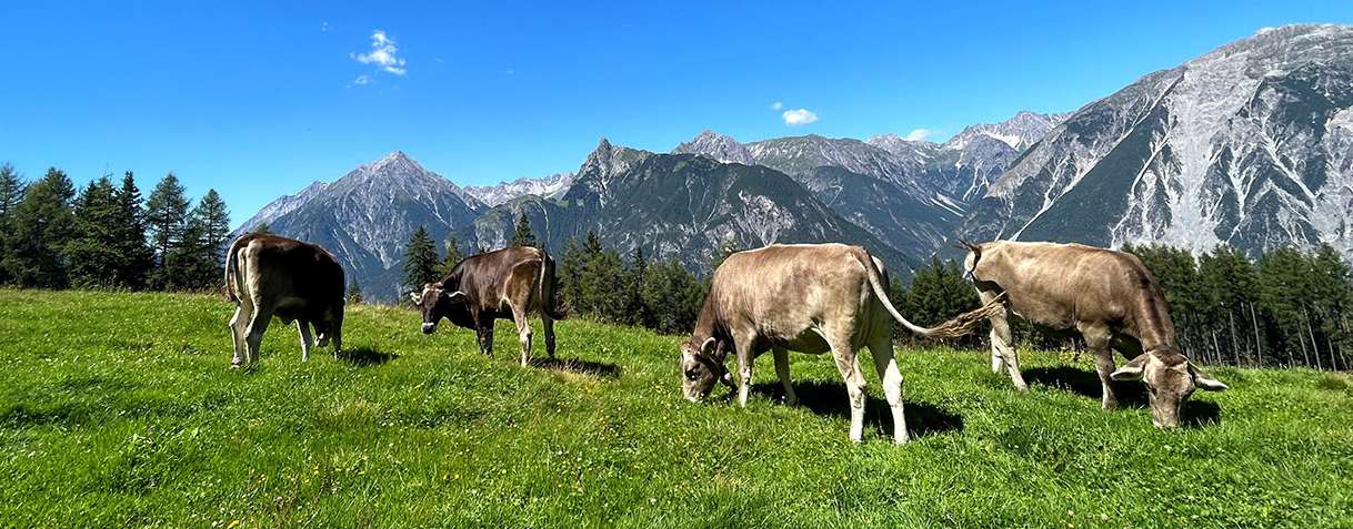 Rinder auf der Alm © Klimmer