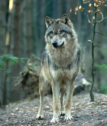 Wolf © Reise- und Naturfoto –  stock.adobe.com