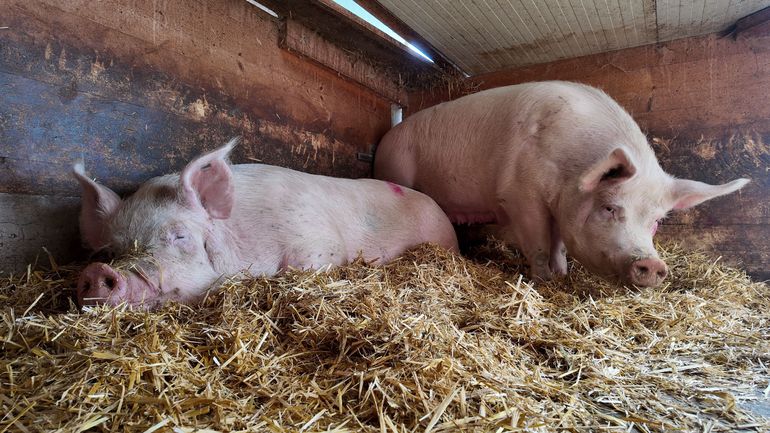 Wartesauen 190226 (C) HBLFA Raumberg-Gumpenstein _ Lisa Baldinger.jpg © HBLFA Raumberg-Gumpenstein