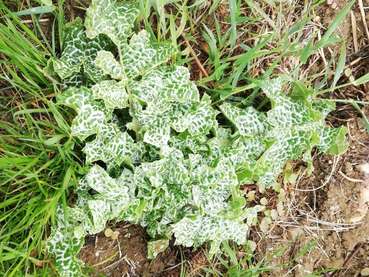 Mariendistel Rosette.jpg © BWSB / Ömer