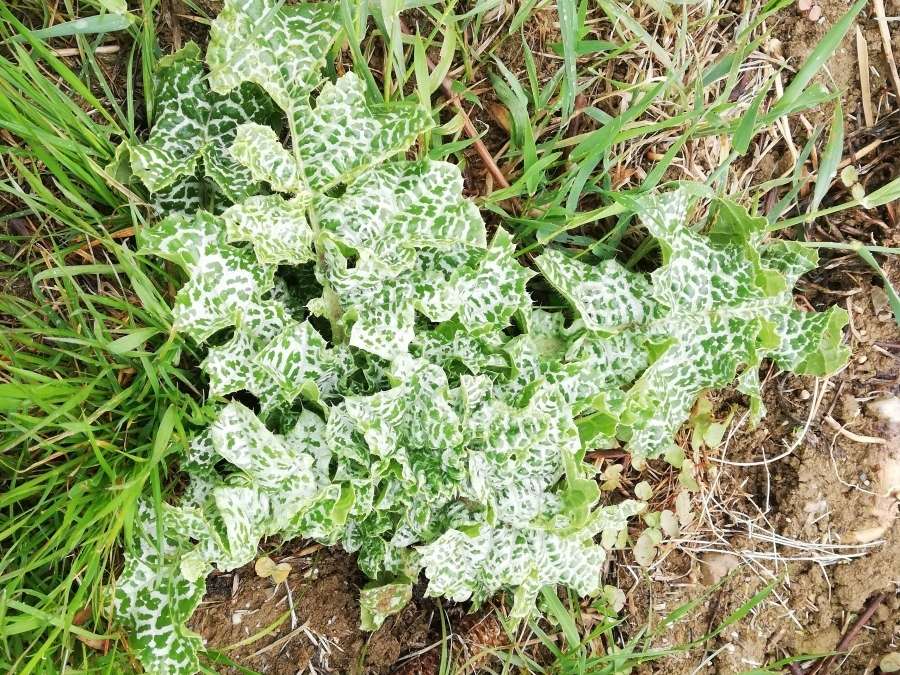 Mariendistel Rosette.jpg © BWSB / Ömer