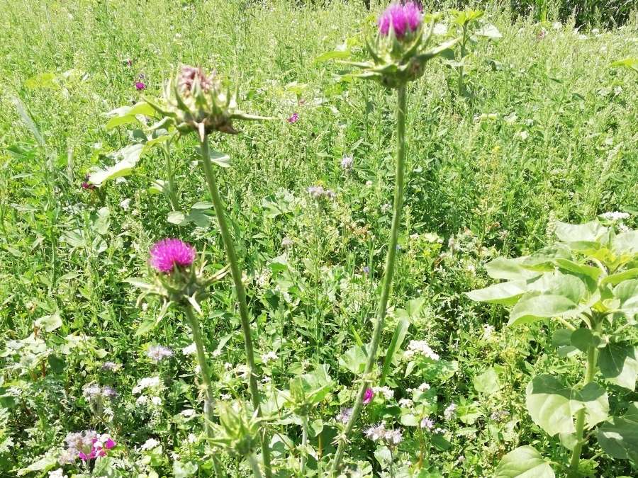 Mariendistel Blüte.jpg © BWSB / Ömer
