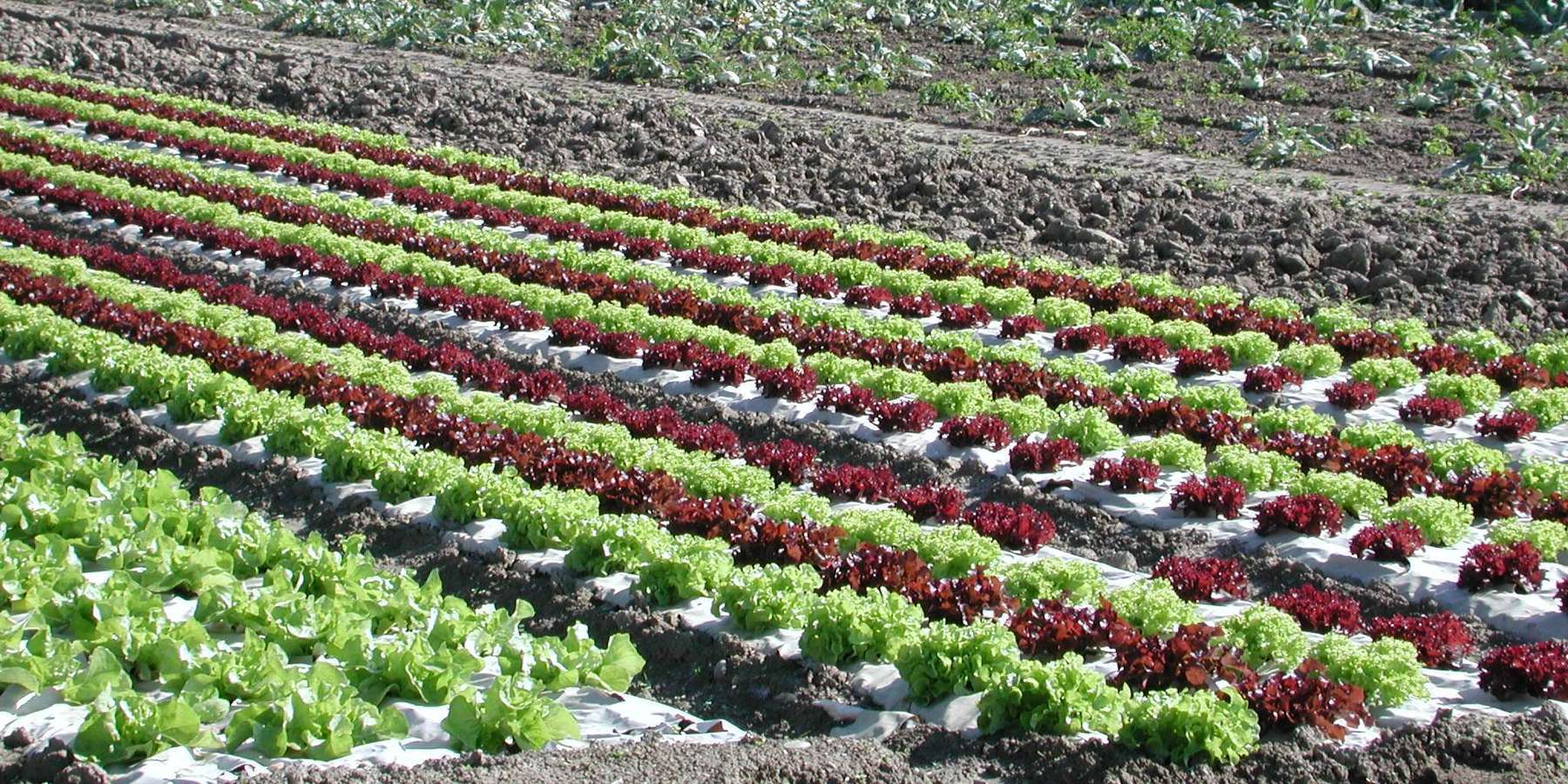 Gemüse.jpg © BWSB/Hölzl