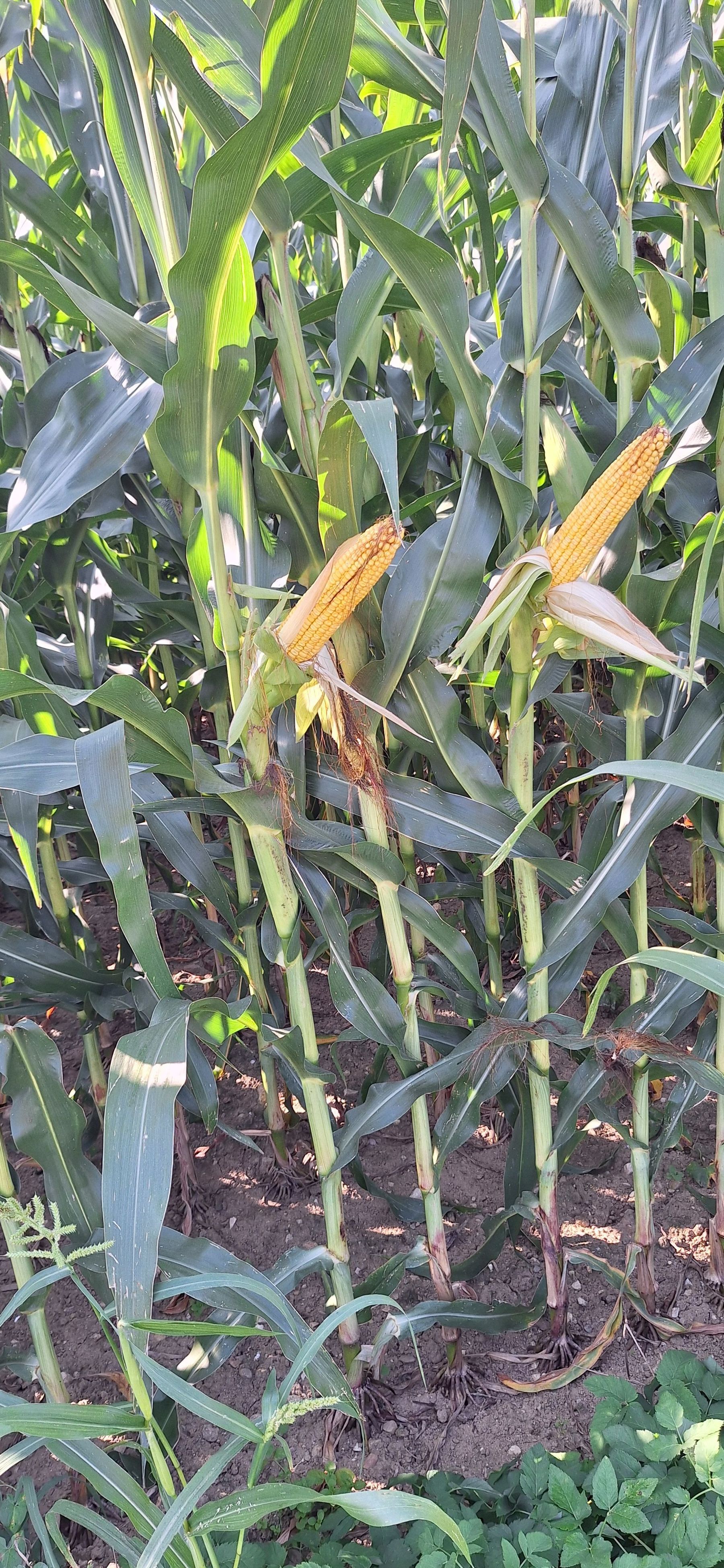 Maisanbau2@Roscher.jpg © LK Kärnten/Erich Roscher