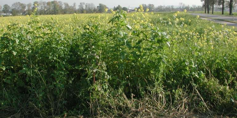 Zwischenfrucht.jpg © BWSB/Hölzl