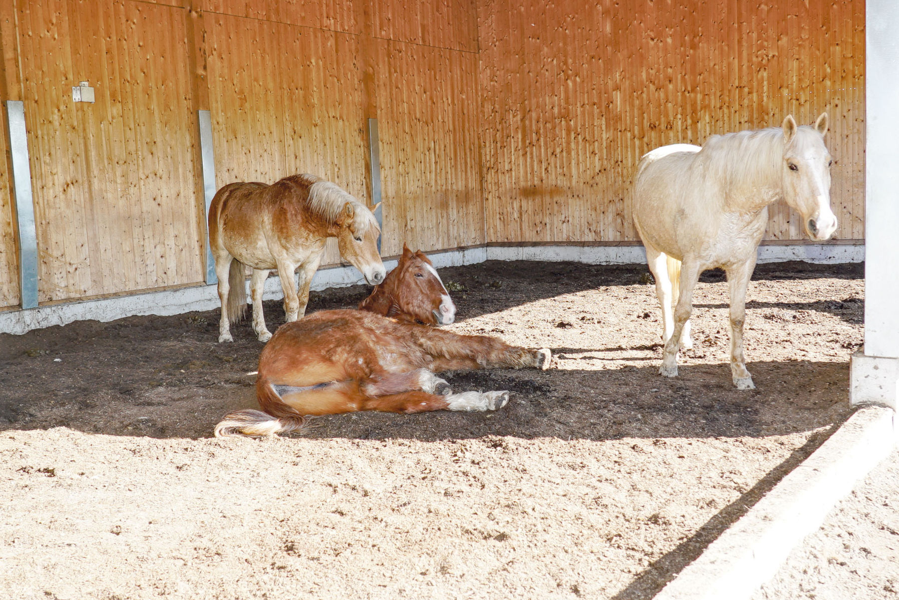 Nach den natürlichen Bedürfnissen der Tiere gebaut.jpg © Hatheier