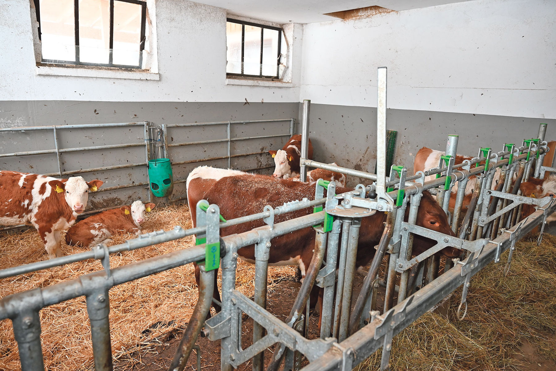 Der Stall, der für Familie Schwab einfach perfekt ist.jpg © Mooslechner