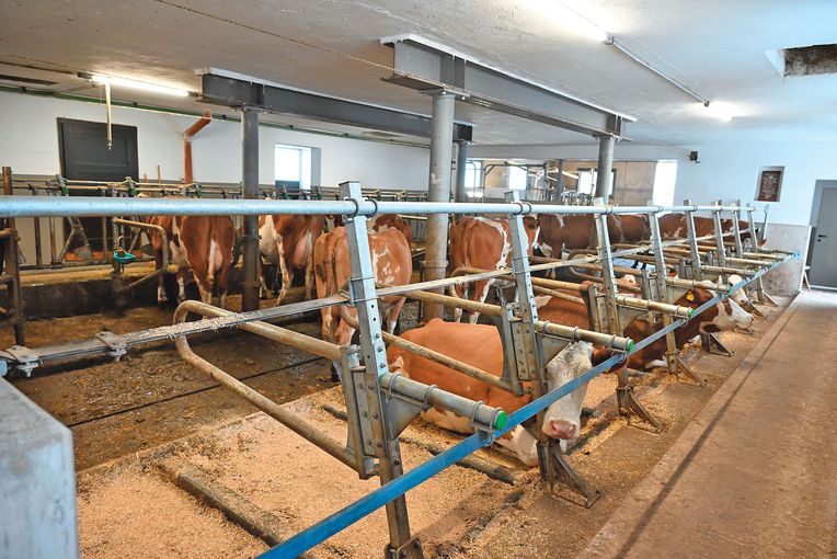 Der Stall, der für Familie Schwab einfach perfekt ist.jpg © Mooslechner