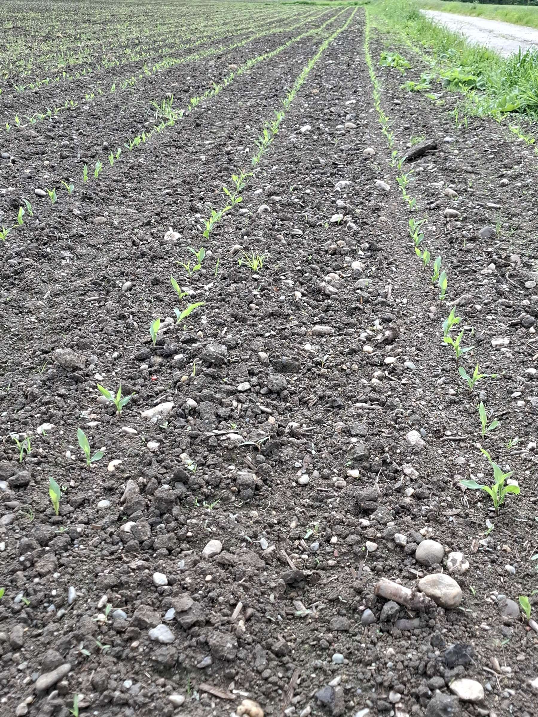 Mais 3@Petritz.jpg © LK Kärnten/Christine Petritz