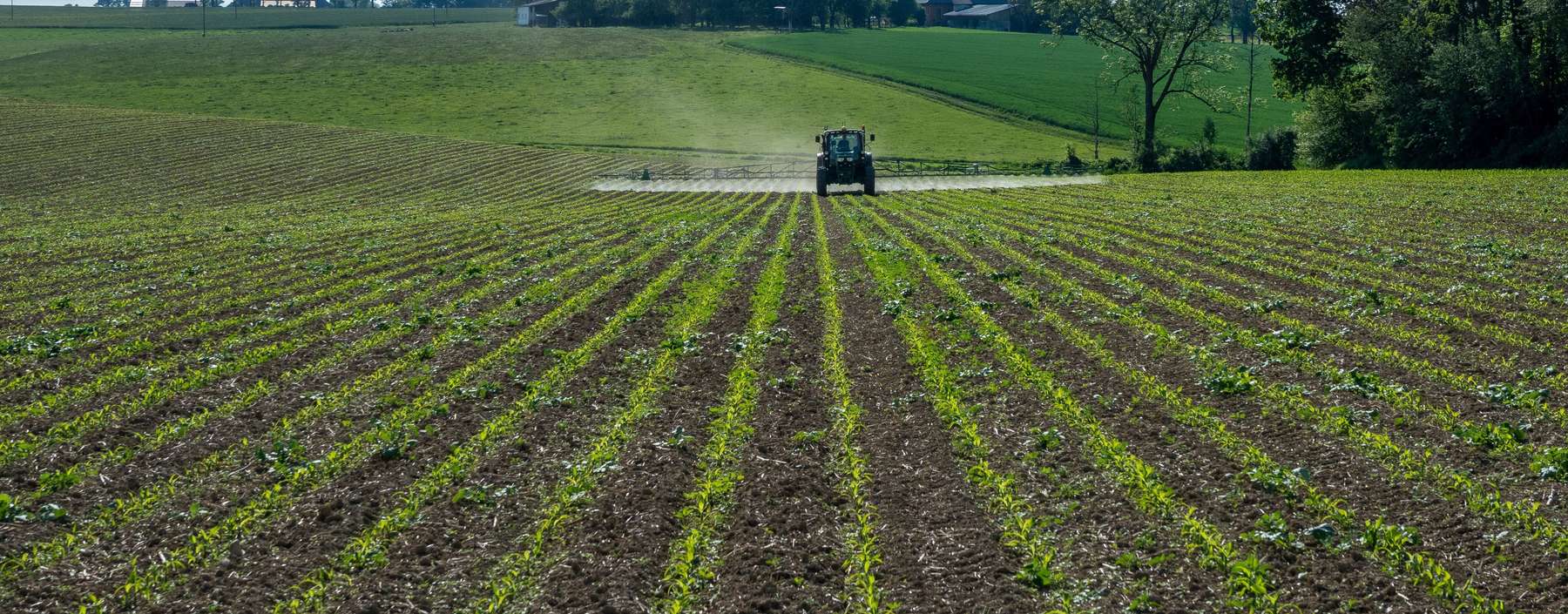 Mais_Herbizid_agrarfoto.jpg © agrarfoto.com