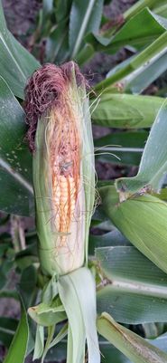 Maiszünsler@Roscher.jpg © LK Kärnten/Erich Roscher