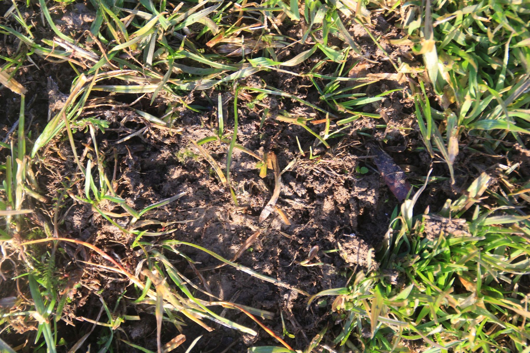 Lückige Bestände.jpg © LK Kärnten/Hans Egger